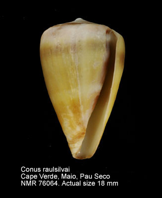 Conus raulsilvai (2).jpg - Conus raulsilvaiRolán, Monteiro & Fernandes,1998